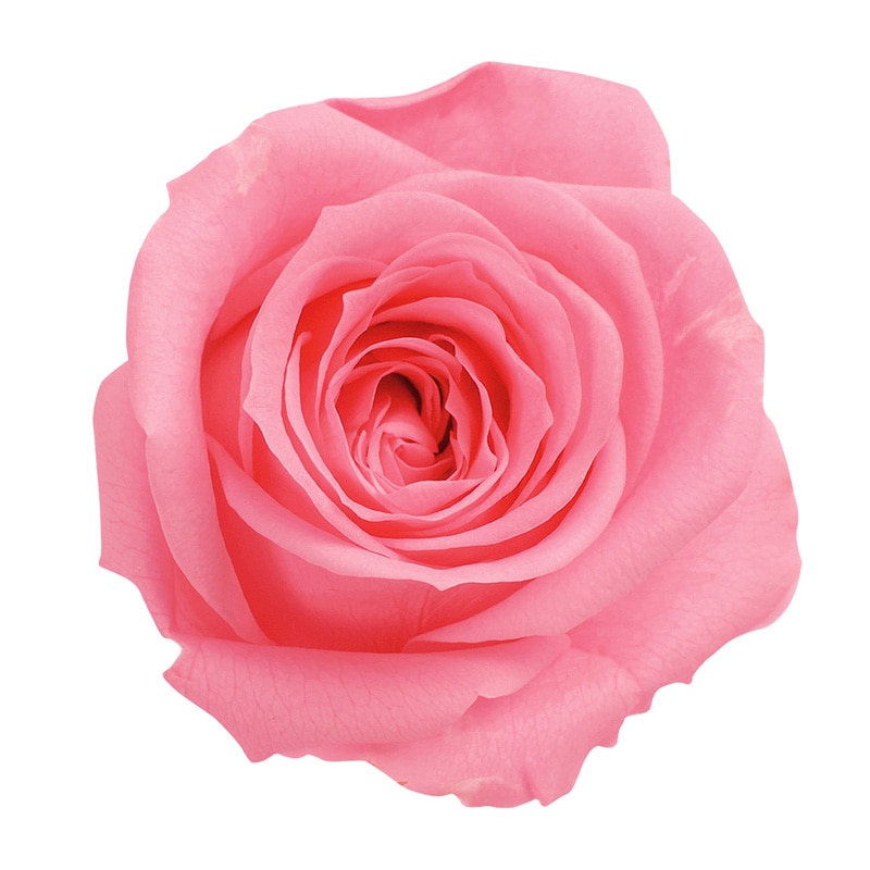 キャンディーピンク