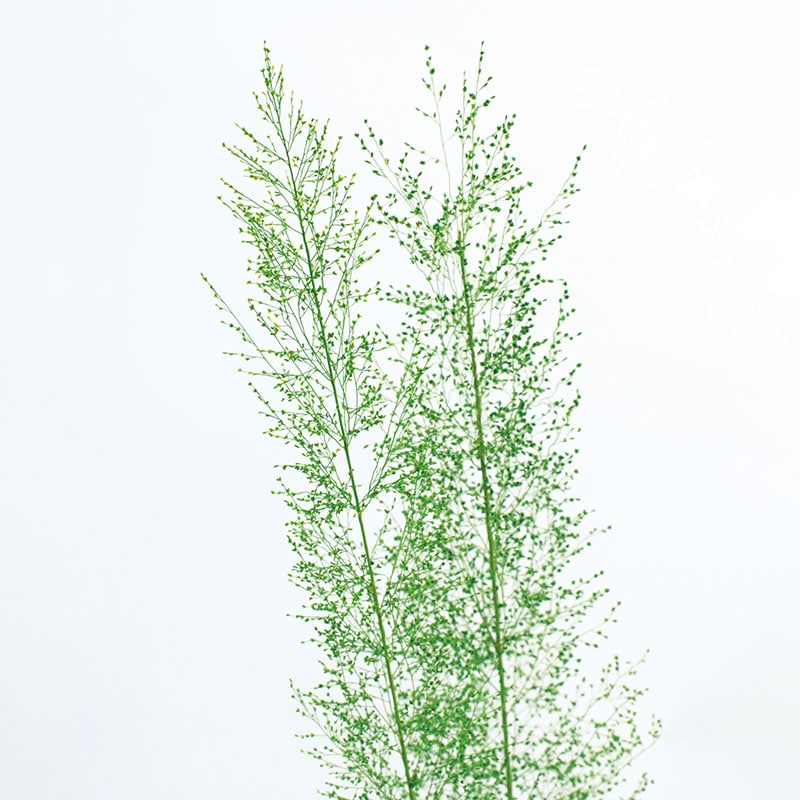 大地農園 プリザーブドグリーン ピーコックグラス 03500-700 グリーン 1本(ご注文単位1本)【直送品】