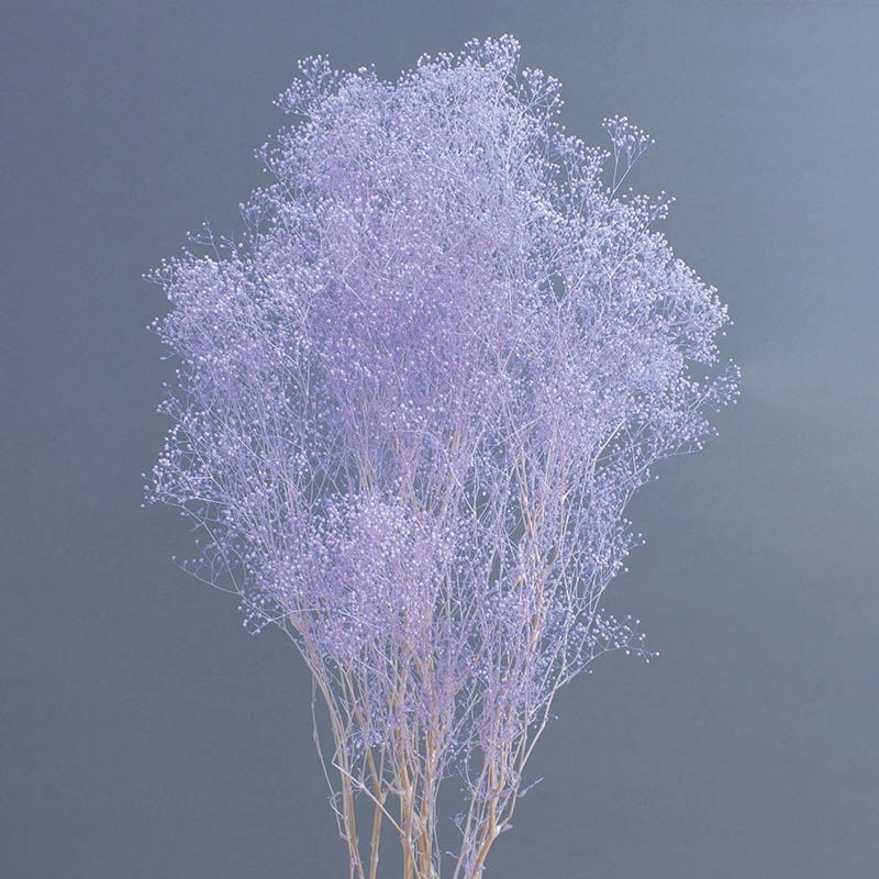大地農園 プリザーブドフラワー ソフトミニカスミ草 00010-441　エンジェルパープル 1本（ご注文単位1本）【直送品】