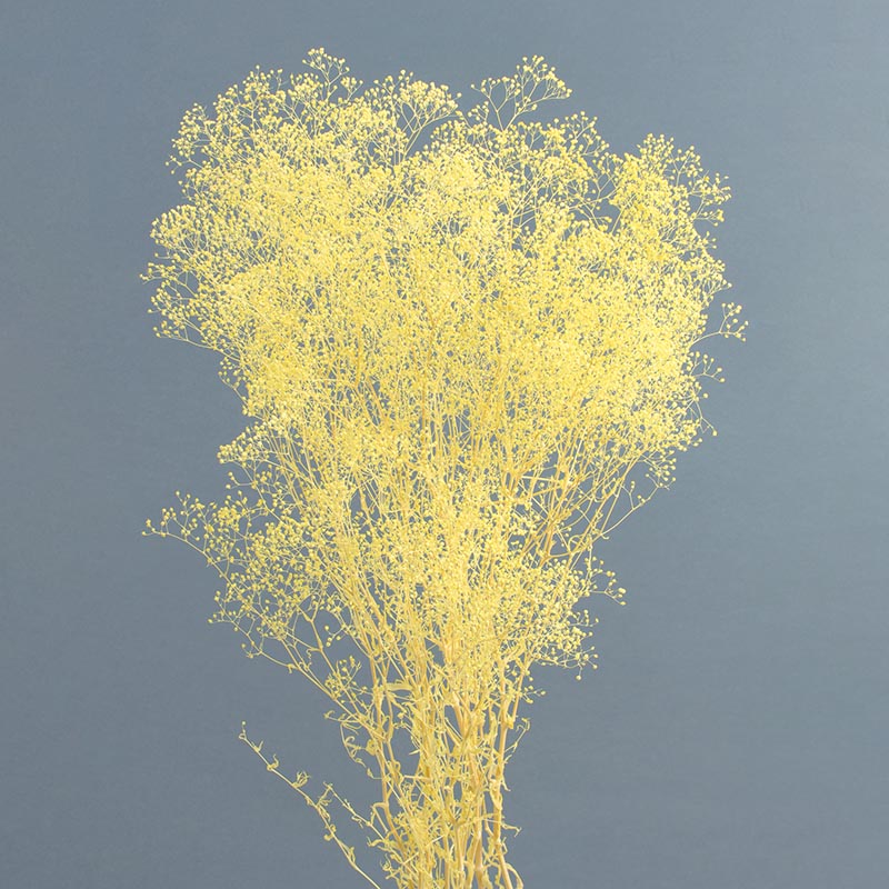 大地農園 プリザーブドフラワー ソフトミニカスミ草 00010-541　エンジェルイエロー 1束（ご注文単位1束）【直送品】