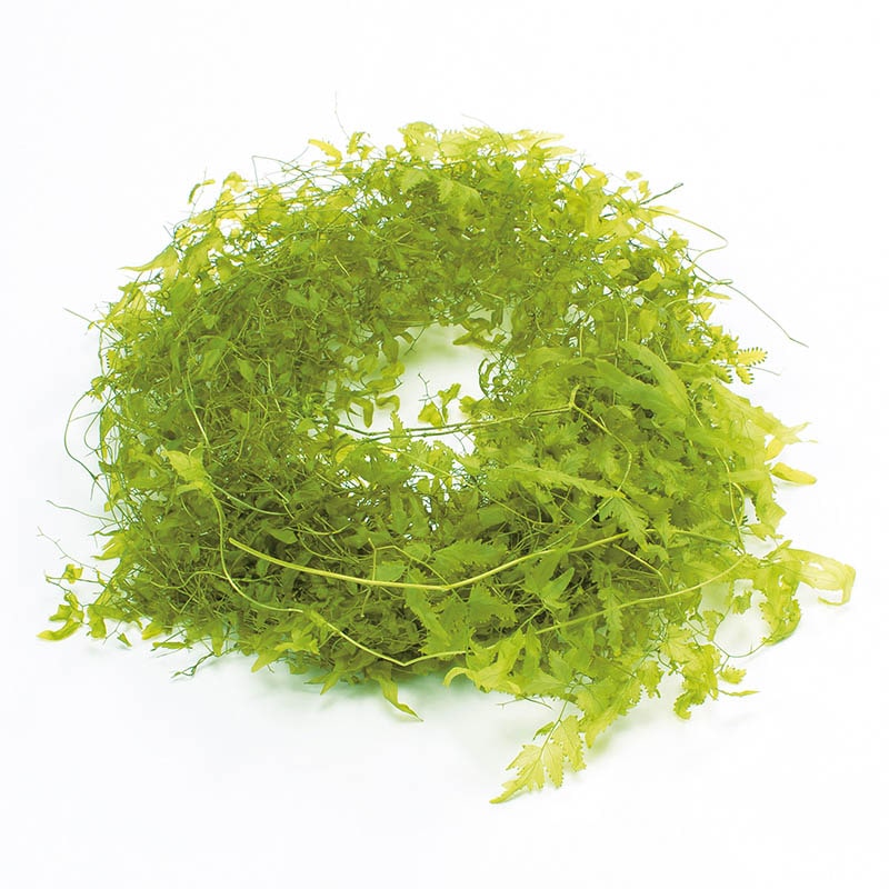 大地農園 プリザーブドグリーン サンウィーバイン 03320-721　ライムグリーン 1個（ご注文単位1個）【直送品】