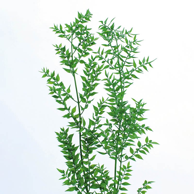 フレッシュグリーン