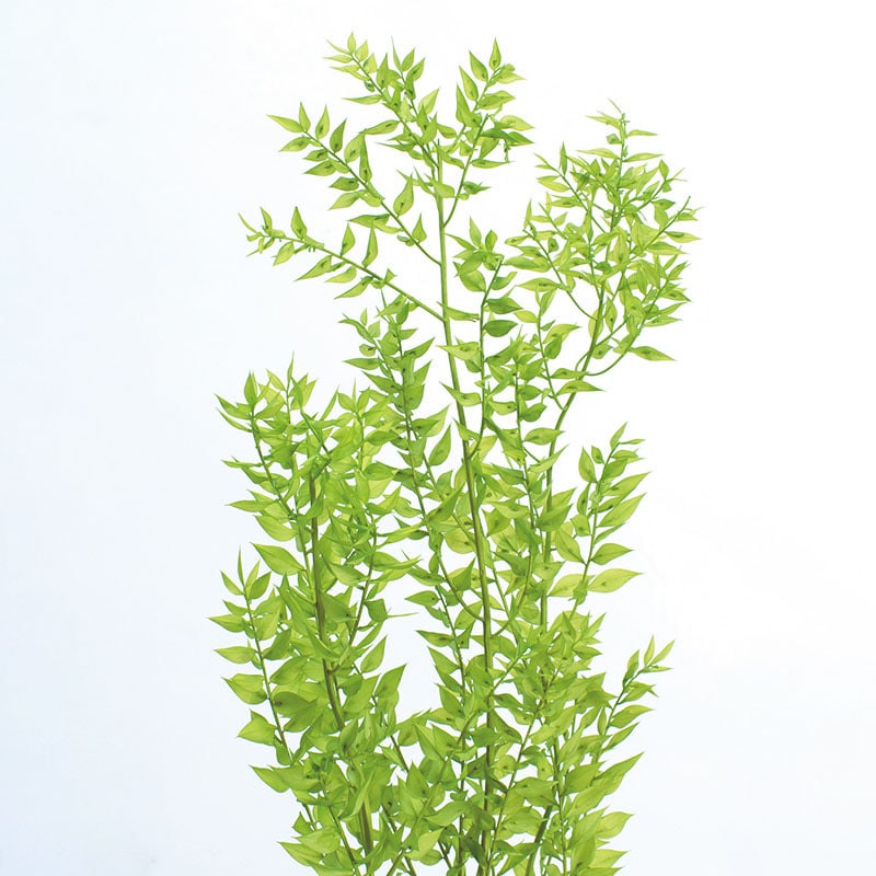 ライムグリーン