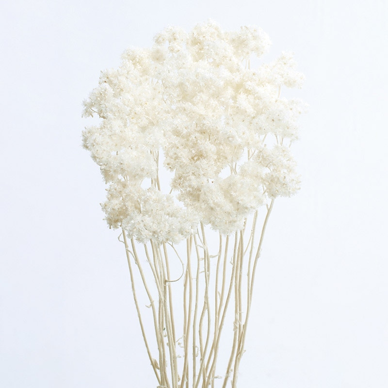 >大地農園 カラードライフラワー クリスパム 30140-011 白 1個(ご注文単位1個)【直送品】