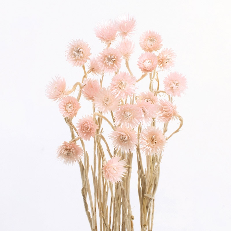 大地農園 カラードライフラワー ミニシルバーデージー 32001-140 エンジェルピンク 1束(ご注文単位1束)【直送品】