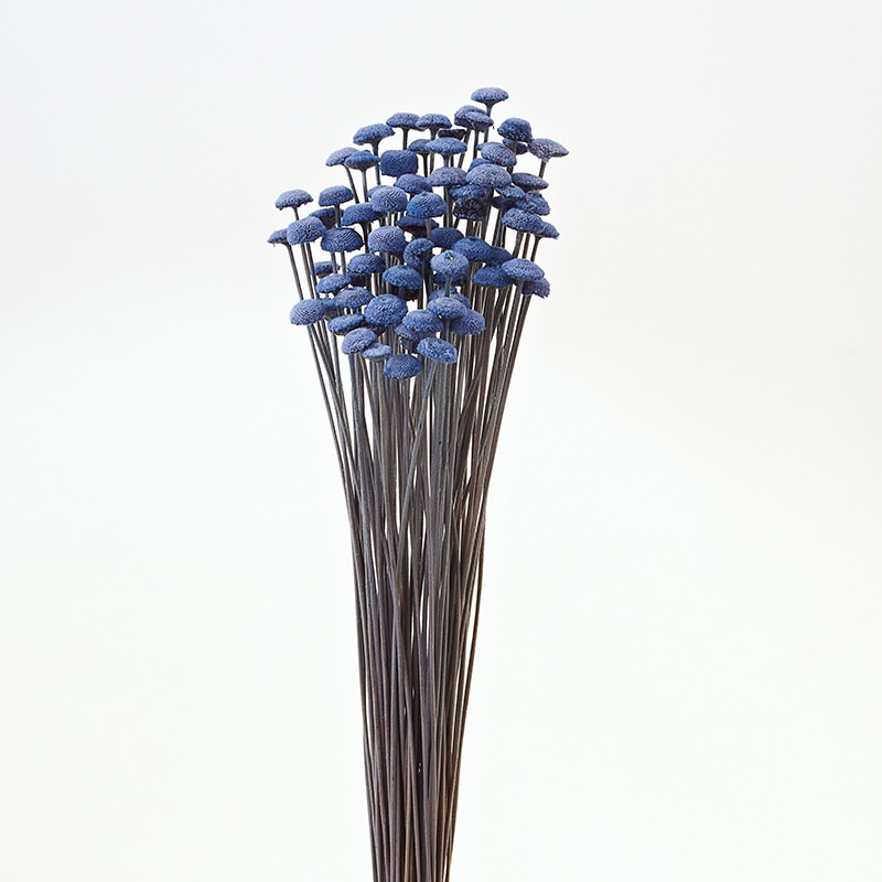 大地農園 カラードライフラワー ボタンフラワー 30160-600 ロイヤルブルー 1束(ご注文単位1束)【直送品】