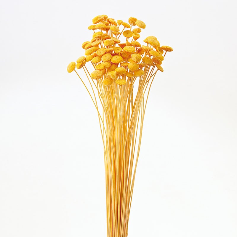 大地農園 カラードライフラワー ボタンフラワー 30160-520 ゴールデンイエロー 1束(ご注文単位1束)【直送品】