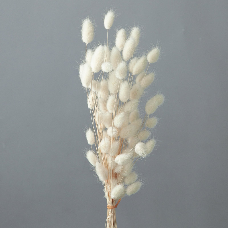 大地農園 カラードライフラワー ハニーテール 42060-011　白 1個（ご注文単位1個）【直送品】