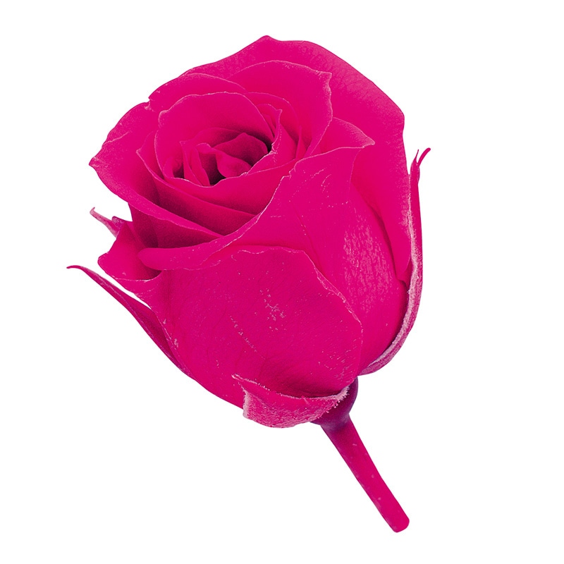 フランボワーズ