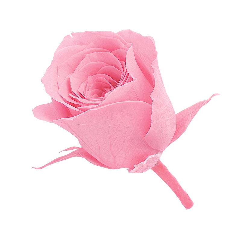 プリンセスピンク