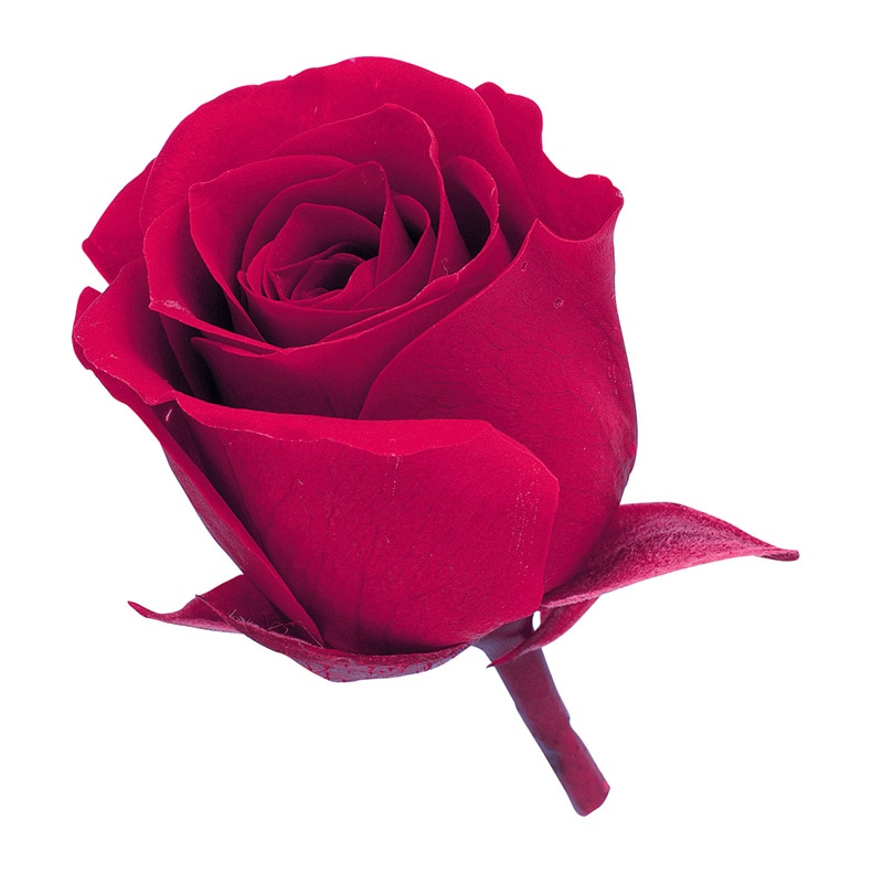 クイーンレッド