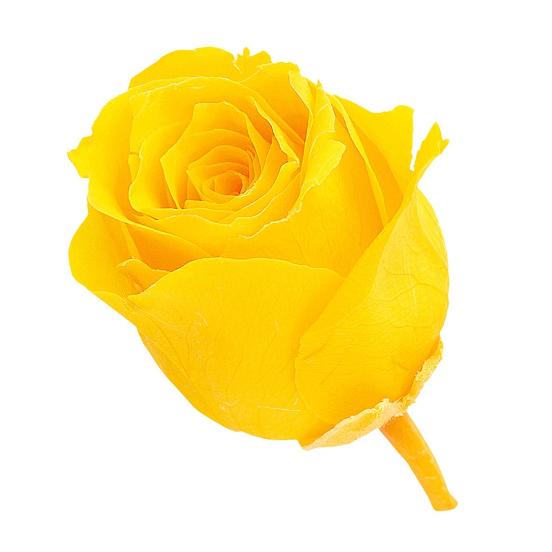 ミモザイエロー