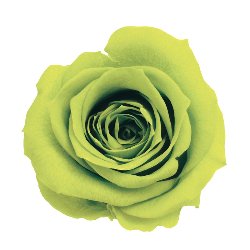 ライトグリーン