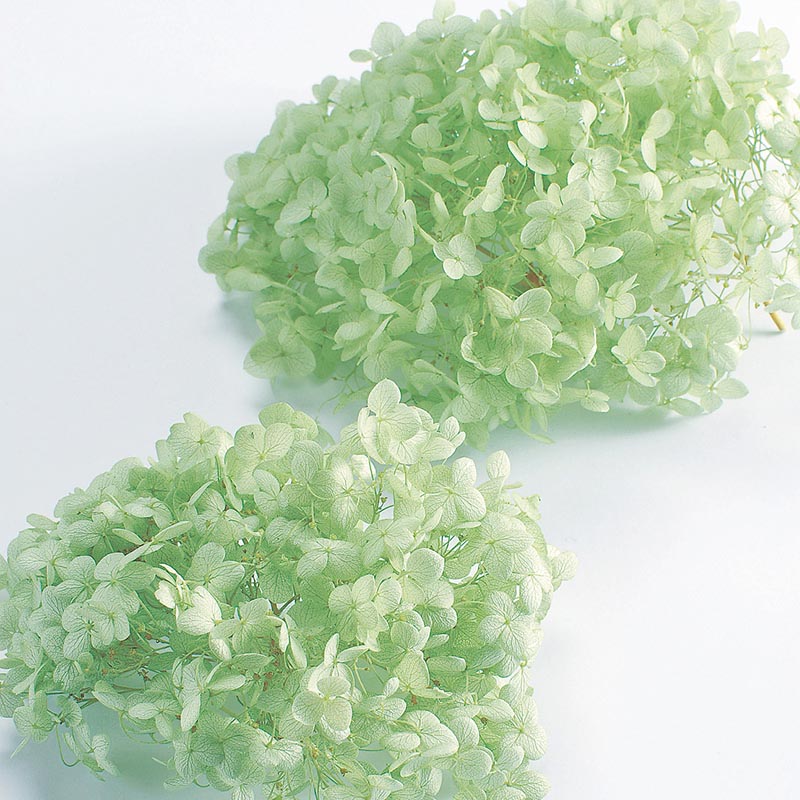 クリアグリーン