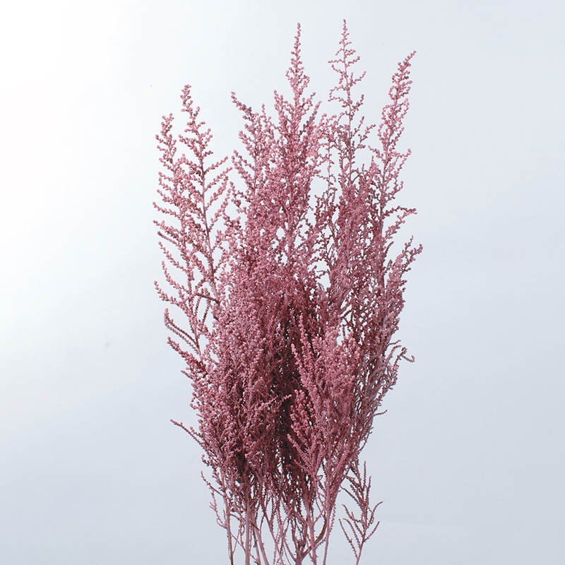 大地農園 プリザーブドフラワー ソフトストーベ 01760-102　ウォッシュピンク 1束（ご注文単位1束）【直送品】