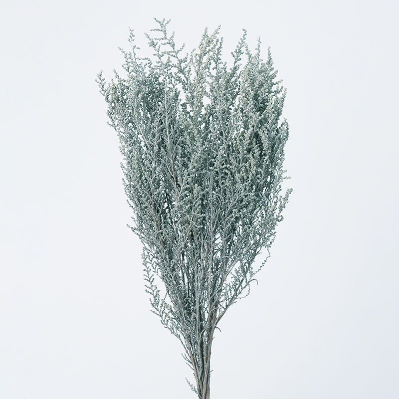 大地農園 プリザーブドフラワー ソフトストーベ 01760-412　ウォッシュラベンダー 1束（ご注文単位1束）【直送品】