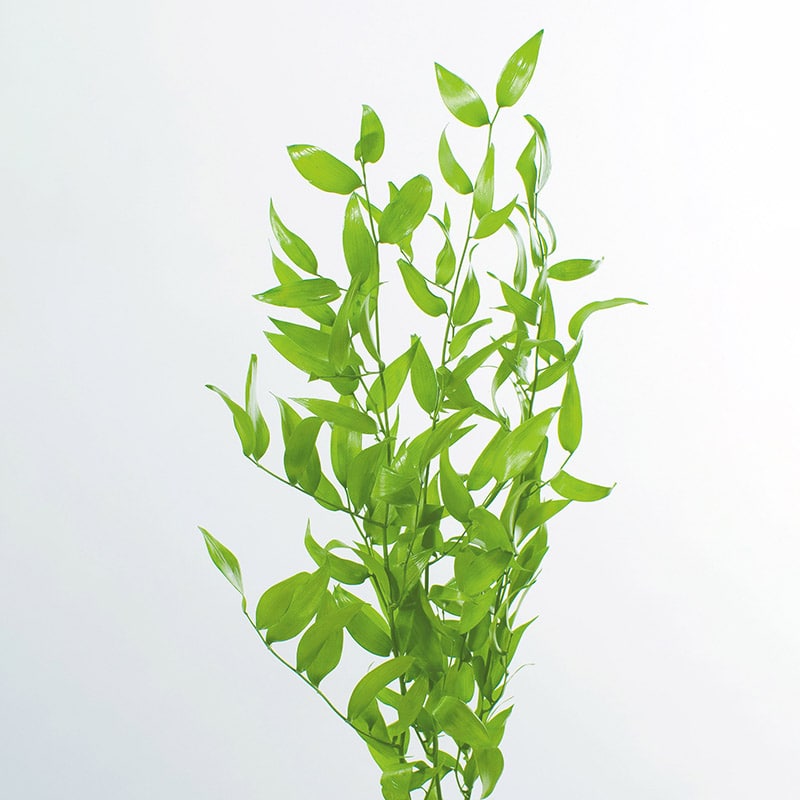 大地農園 プリザーブドグリーン イタリアンルスカス 03910-700　ライムグリーン 1束（ご注文単位1束）【直送品】