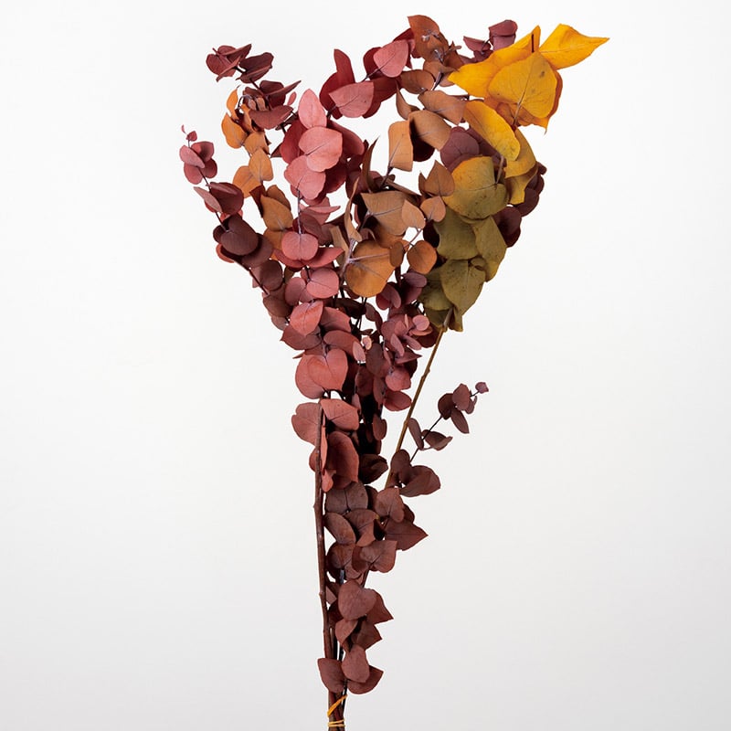 大地農園 プリザーブドグリーン ユーカリ　プリザーブド 03960-330　カラーミックス 1束（ご注文単位1束）【直送品】