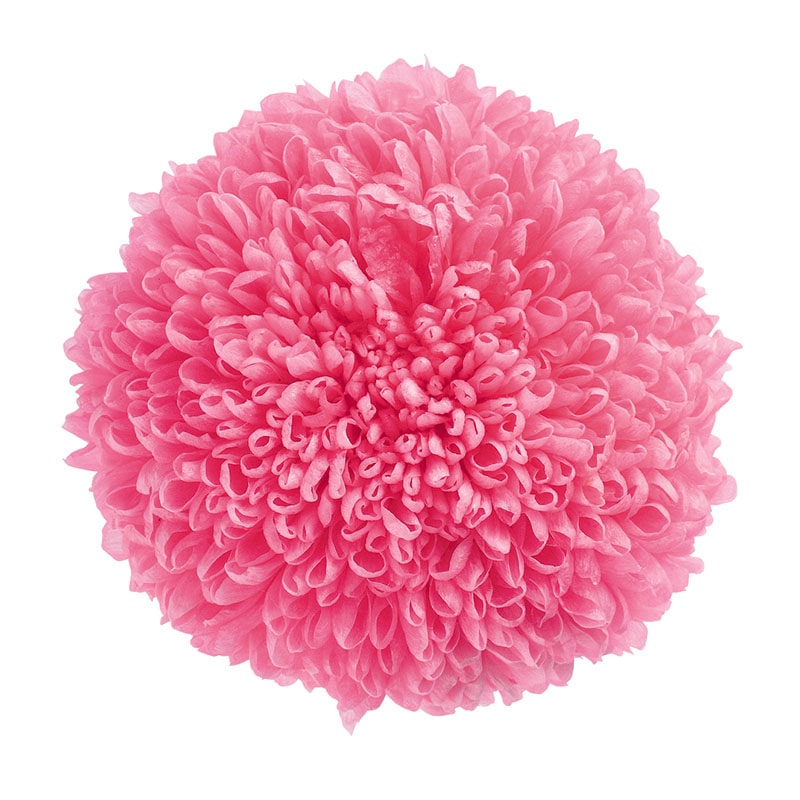 大地農園 プリザーブドフラワー ポンポン菊 大 02640-180　ももいろ 1箱（ご注文単位1箱）【直送品】