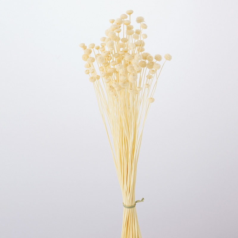 大地農園 カラードライフラワー アマレリーフラワー 30180-011 白 1袋(ご注文単位1袋)【直送品】