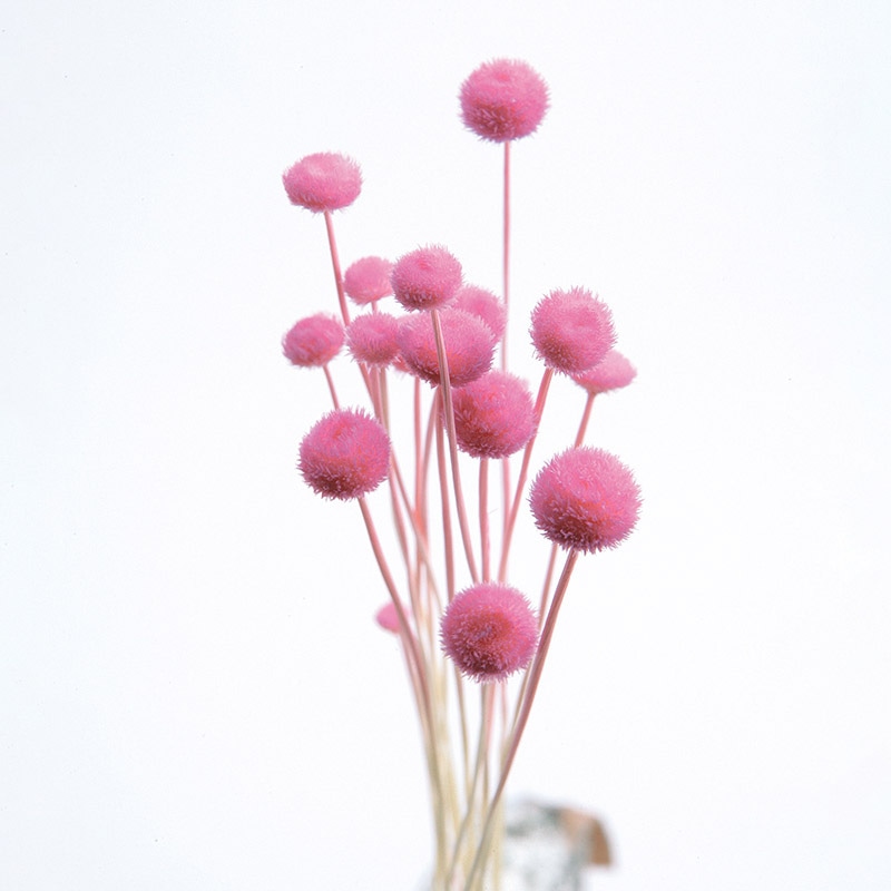 大地農園 カラードライフラワー アマレリーフラワー 30180-141 ライラックピンク 1束(ご注文単位1束)【直送品】