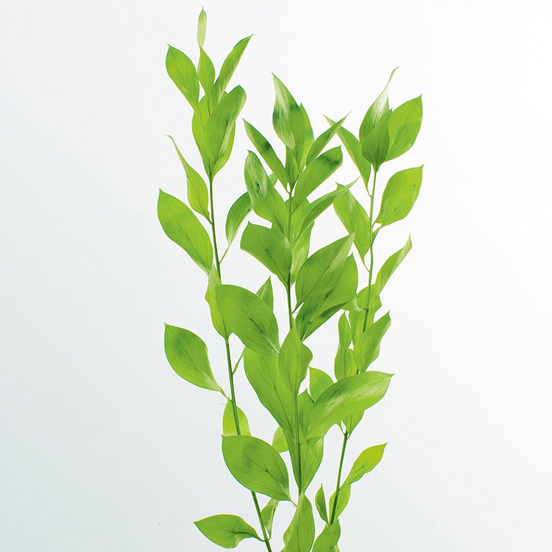 大地農園 プリザーブドグリーン ルスカス　ガーデン 03950-700　ライムグリーン 1束（ご注文単位1束）【直送品】