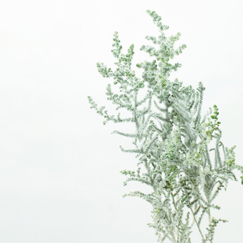 大地農園 プリザーブドフラワー ソフトストーベ 01760-706　フロッキーグリーン 1束（ご注文単位1束）【直送品】