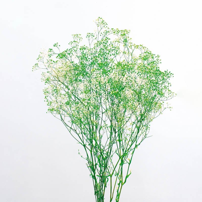 大地農園 プリザーブドフラワー ミニカスミ草　フラワーベール 00015-017　白／グリーン 1束（ご注文単位1束）【直送品】