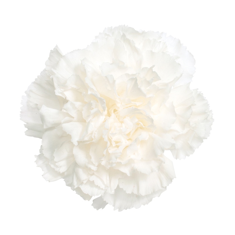大地農園 プリザーブドフラワー カーネーション 02380-001　白 1箱（ご注文単位1箱）【直送品】