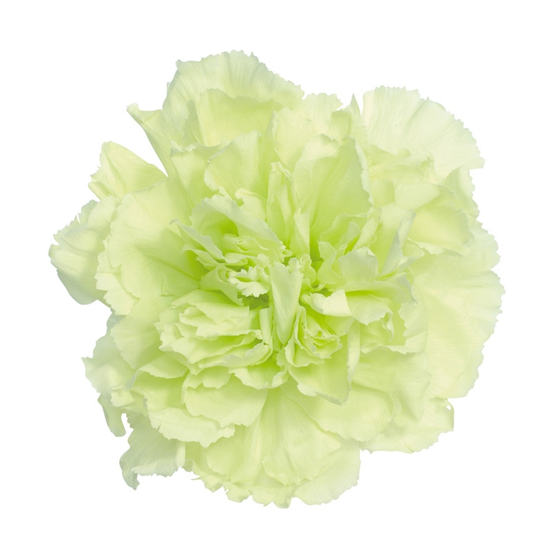 大地農園 プリザーブドフラワー カーネーション 02380-701　フレッシュグリーン 1箱（ご注文単位1箱）【直送品】