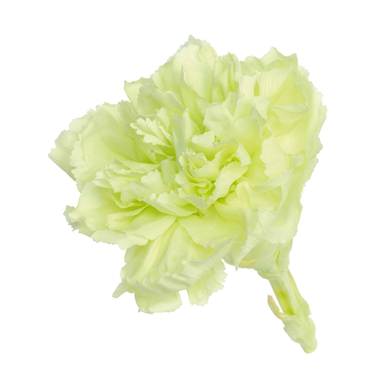 大地農園 プリザーブドフラワー カーネーション 02380-701 フレッシュグリーン 1箱(ご注文単位1箱)【直送品】
