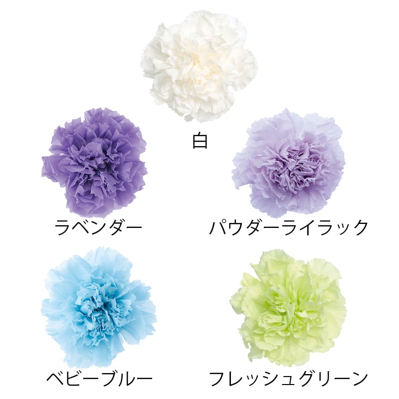 大地農園 プリザーブドフラワー カーネーション 02380-701 フレッシュグリーン 1箱(ご注文単位1箱)【直送品】