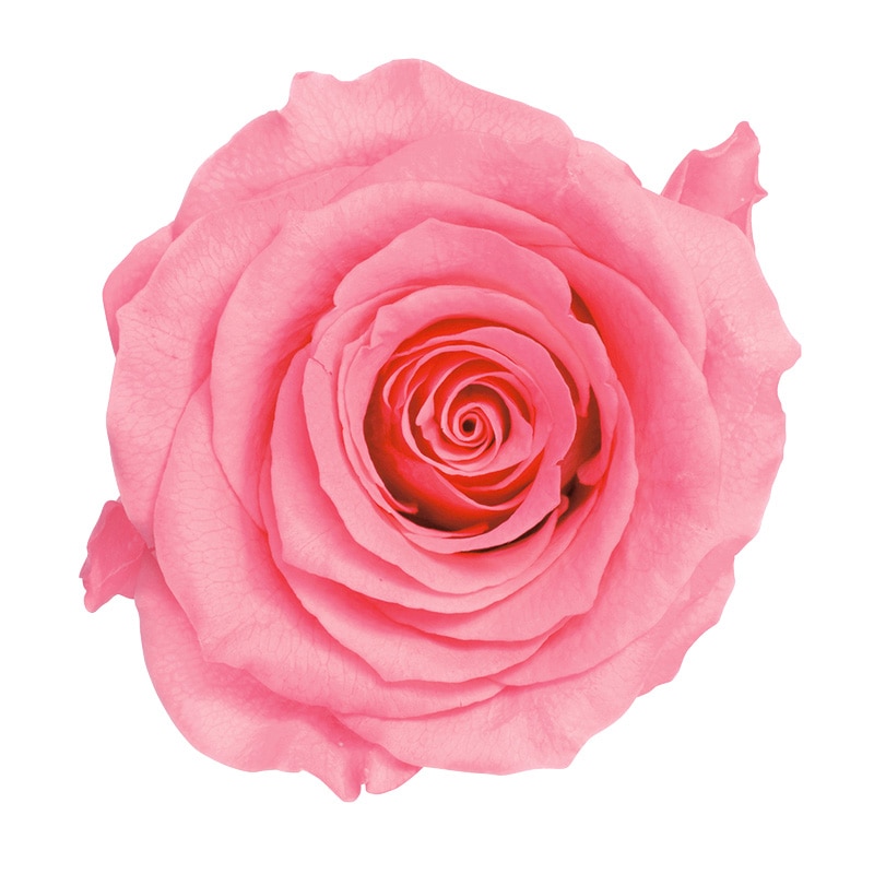 キャンディーピンク