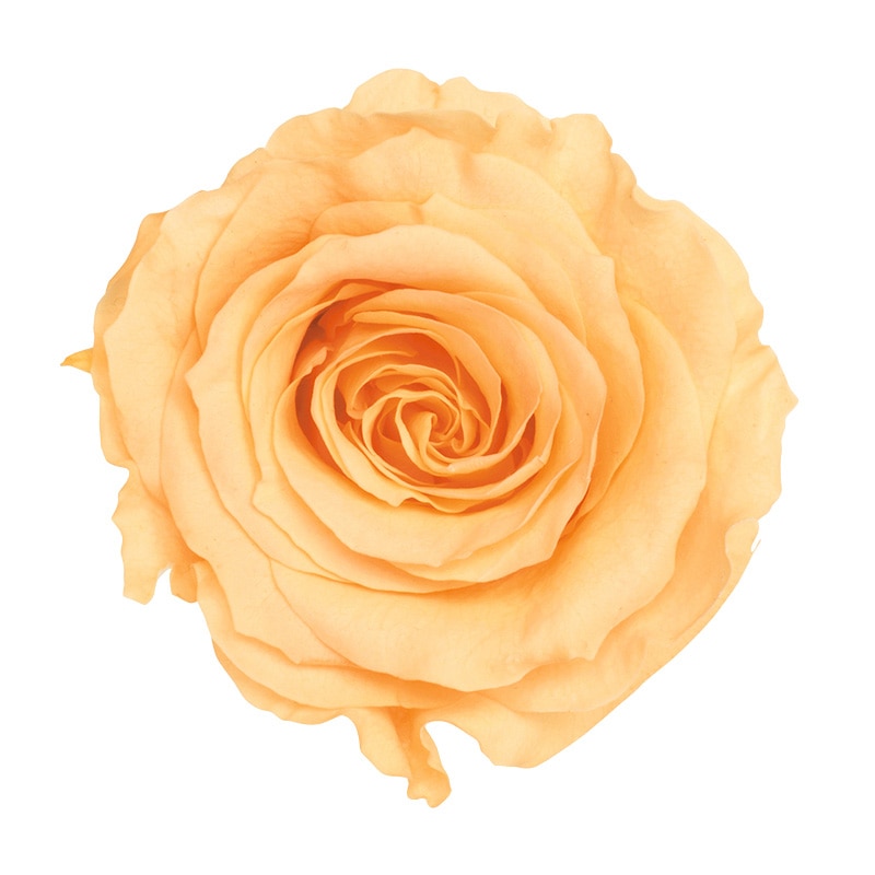 ジュリアオレンジ