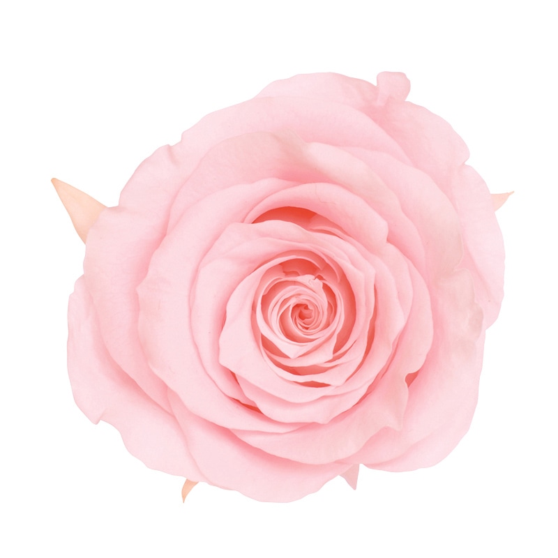 ブライダルピンク