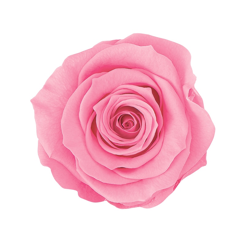 大地農園 プリザーブドローズ かのん M 05202-181 プリンセスピンク 1箱(ご注文単位1箱)【直送品】