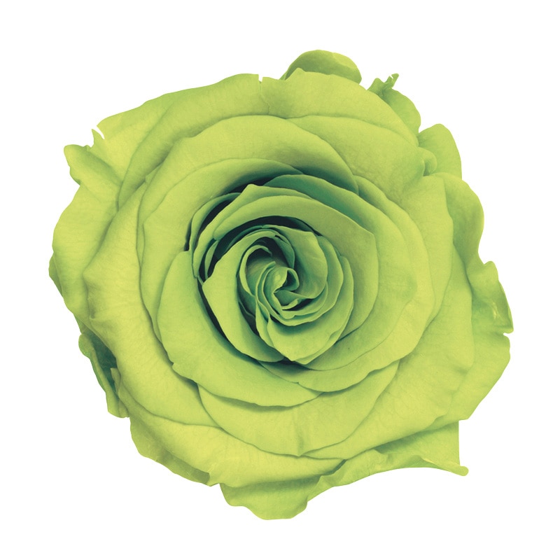 ライトグリーン