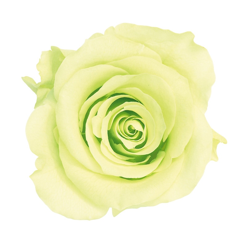 フレッシュグリーン