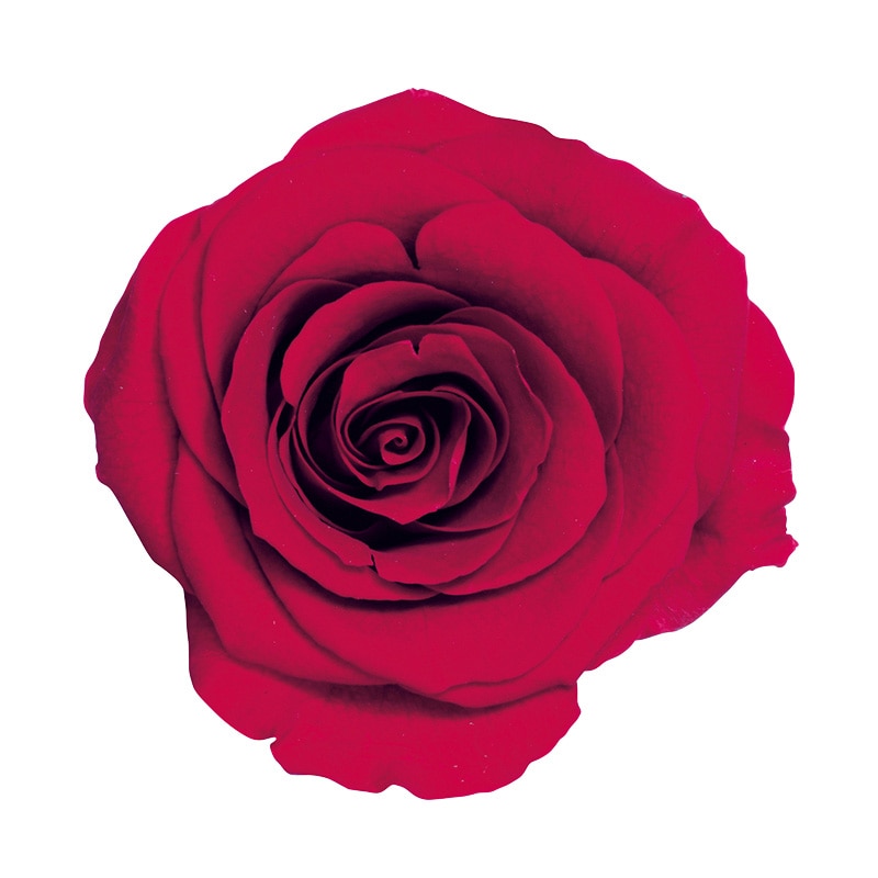 クイーンレッド