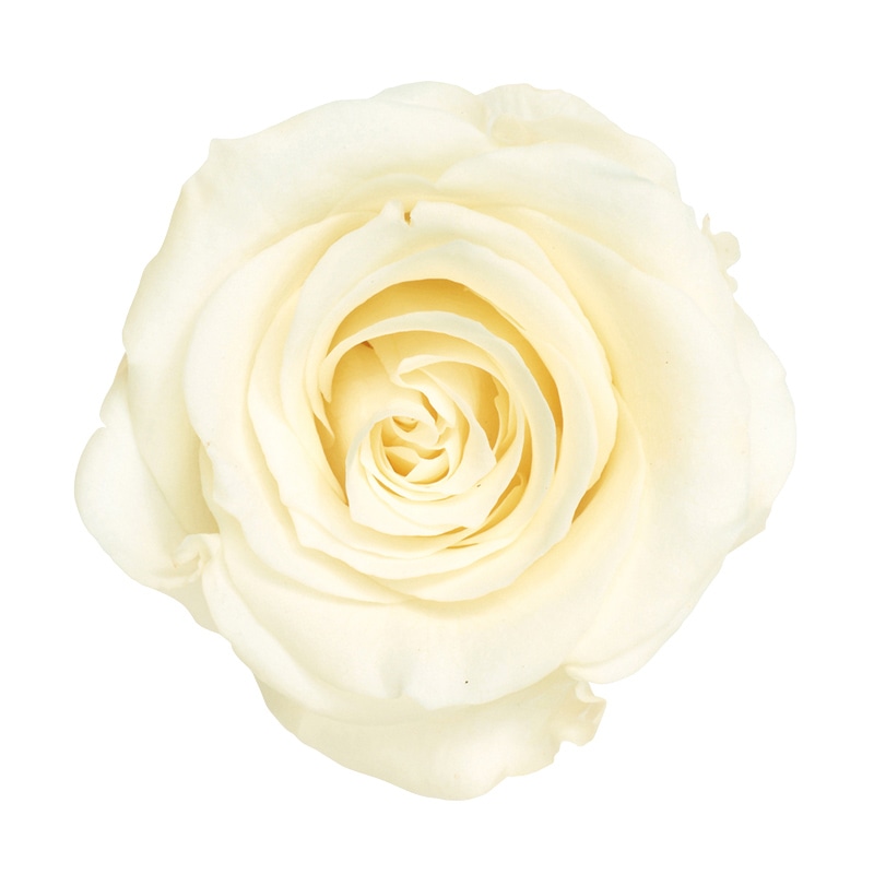 大地農園 プリザーブドローズ かのん L 05203-011 アンティックホワイト 1箱(ご注文単位1箱)【直送品】