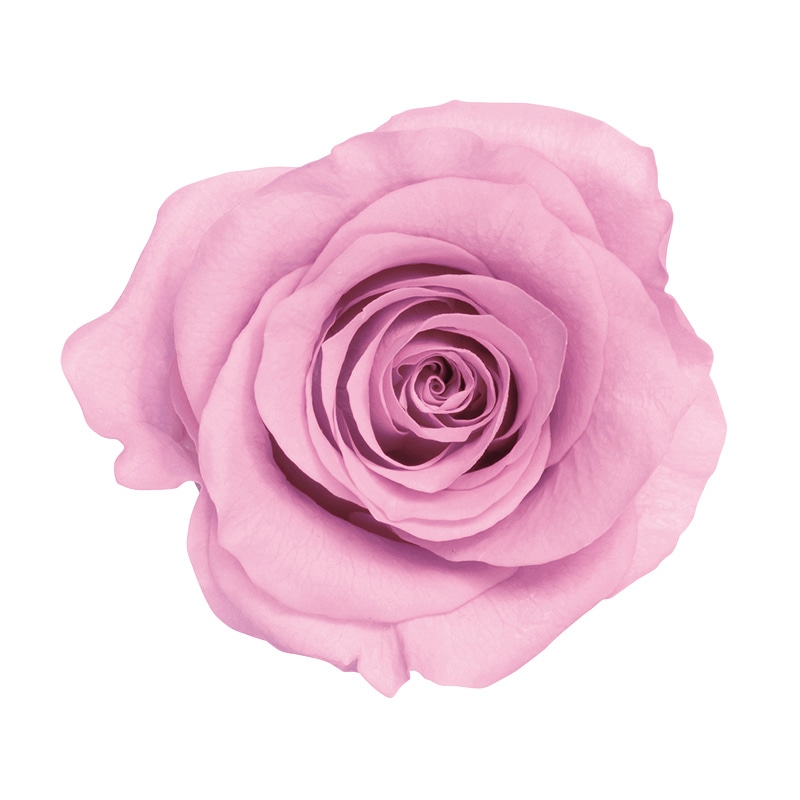 >大地農園 プリザーブドローズ かのん L 05203-111 クリスタルピンク 1箱(ご注文単位1箱)【直送品】