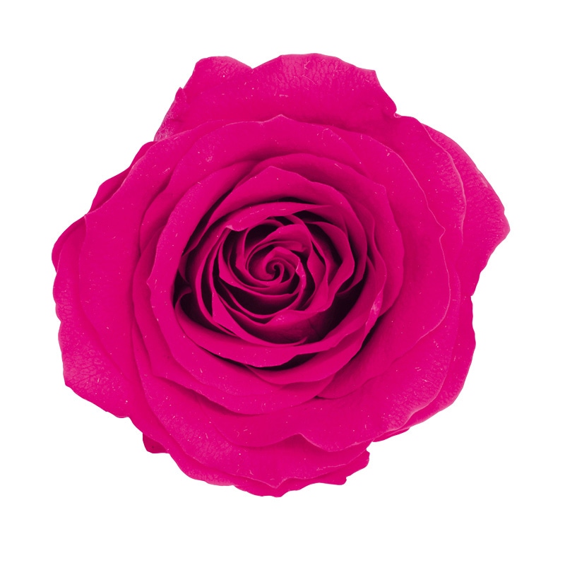 大地農園 プリザーブドローズ かのん L 05203-211 フランボワーズ 1袋(ご注文単位1袋)【直送品】