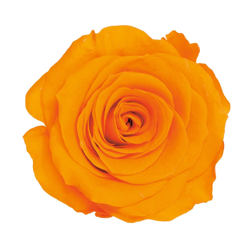 >大地農園 プリザーブドローズ かのん L 05203-351 フルーティオレンジ 1箱(ご注文単位1箱)【直送品】