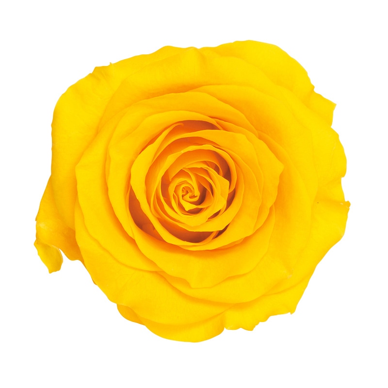 >大地農園 プリザーブドローズ かのん L 05203-521 ミモザイエロー 1箱(ご注文単位1箱)【直送品】