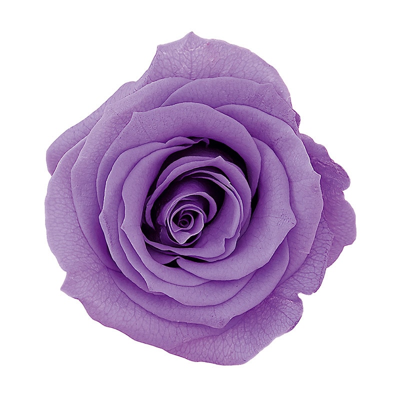 >大地農園 プリザーブドローズ かのん L 05203-411 ラベンダー 1箱(ご注文単位1箱)【直送品】