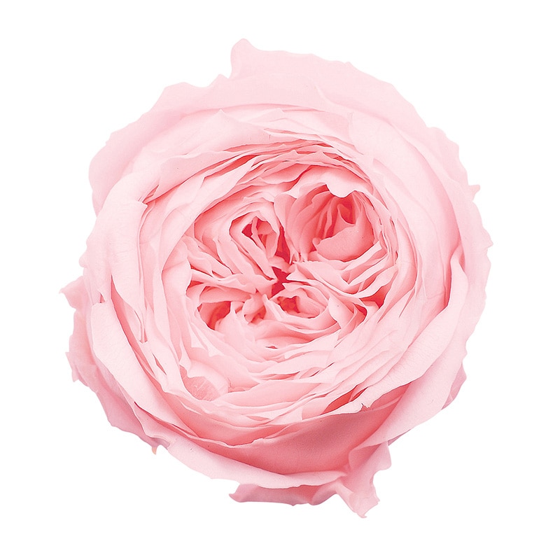 ブライダルピンク