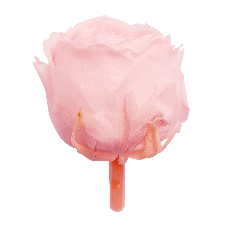 大地農園 プリザーブドローズ てまり 02460-101 ブライダルピンク 1箱(ご注文単位1箱)【直送品】