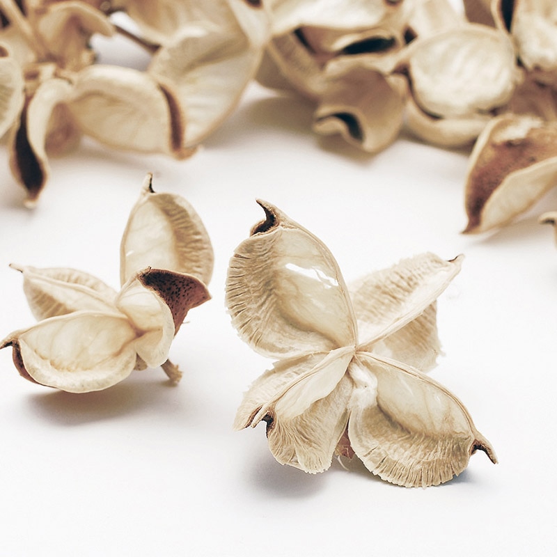 大地農園 木の実ミックス ワタカラ 24400-031 ナチュラルホワイト 1袋(ご注文単位1袋)【直送品】