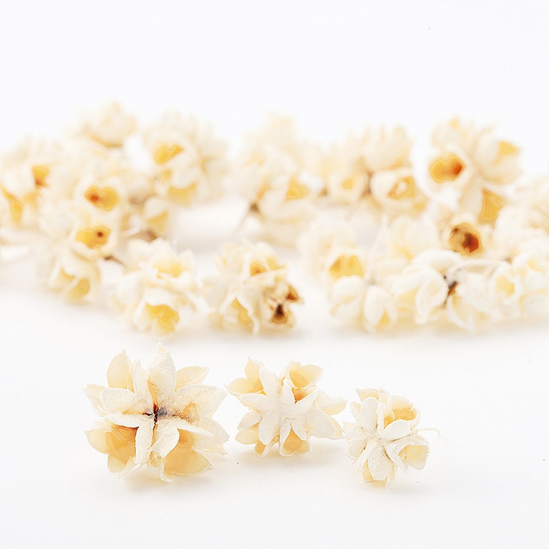 大地農園 木の実ミックス フラワーコーン 24710-011 白 1袋(ご注文単位1袋)【直送品】