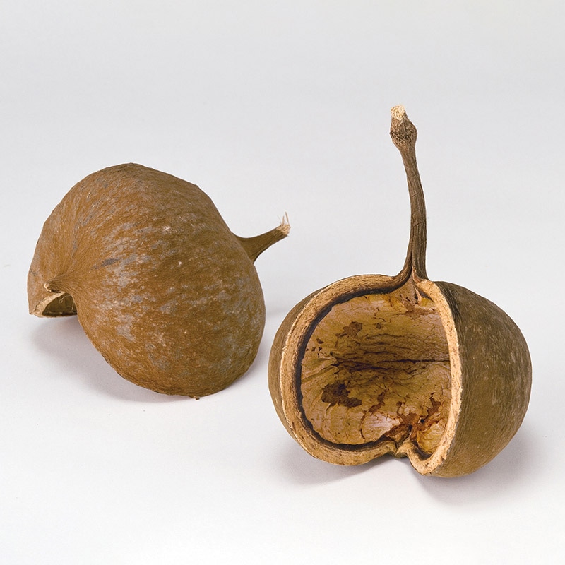 大地農園 木の実 ブッダナッツ アースデコ 85700-000 1箱(ご注文単位1箱)【直送品】